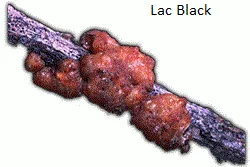 Vegetable Dye-Lac Purple